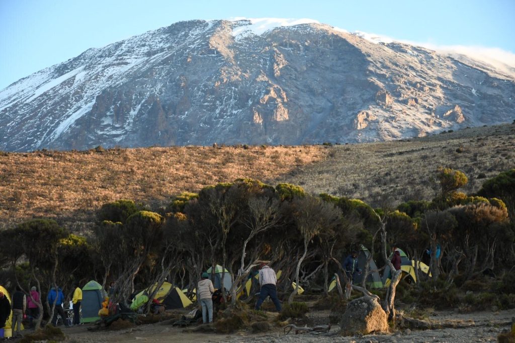 Camp in moorland trees below snowy peak on Mount Kilimanjaro
