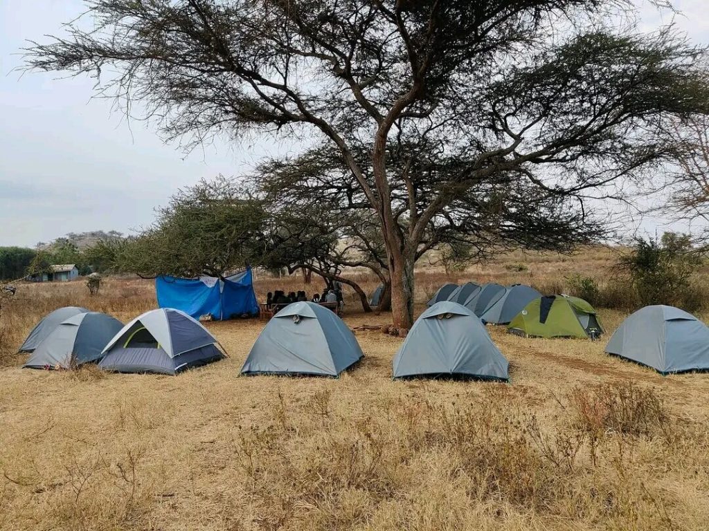 Dome tents under an acacia tree on Mount Kilimanjaro