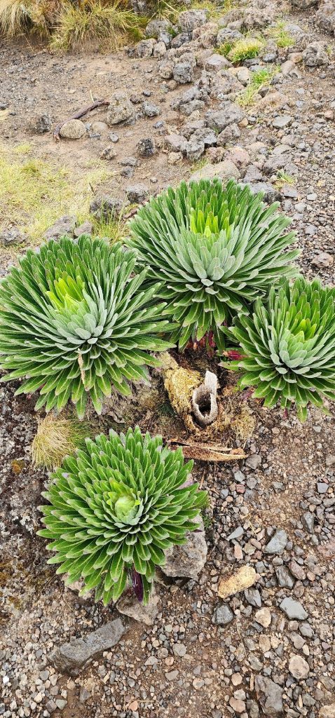 Four giant lobelia rosettes on moorland gravel on Mount Kilimanjaro