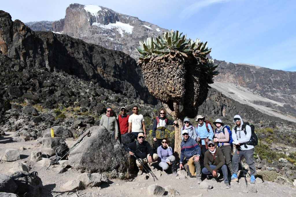 A trekking group beneath a giant groundsel tree in the Kilimanjaro moorland zone