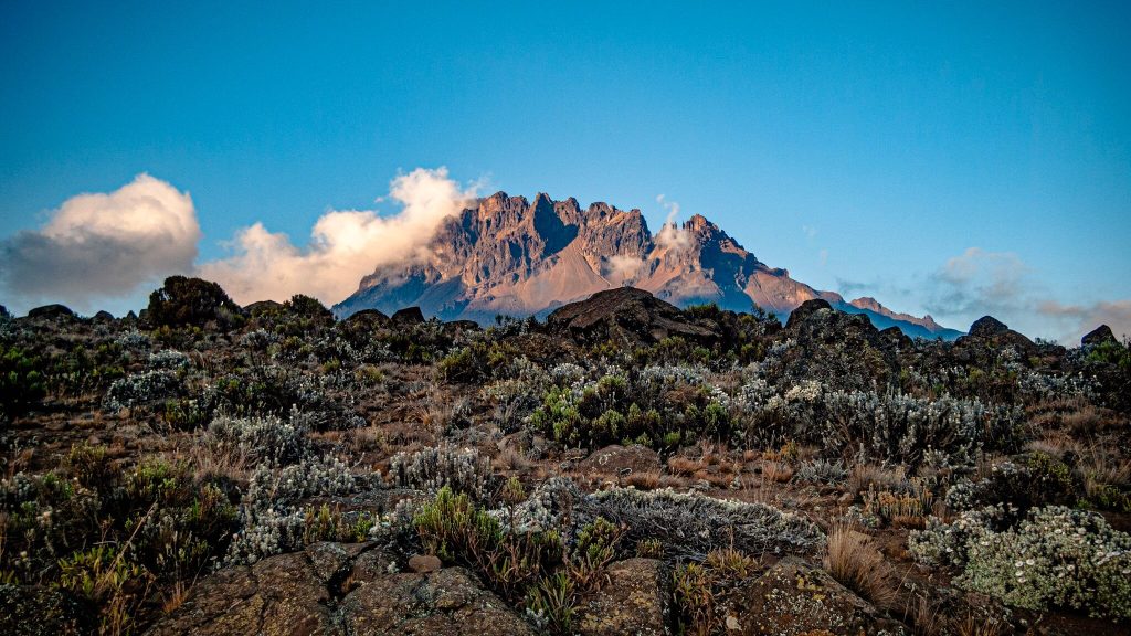 Jagged peak at sunrise above moorland scrub on Mount Kilimanjaro