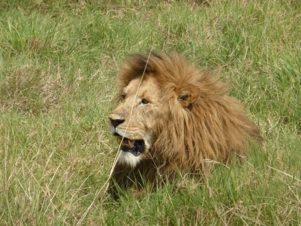 Male lion resting in green grass on Mount Kilimanjaro