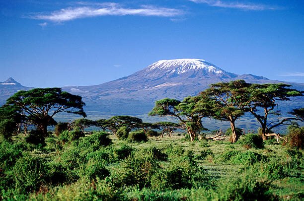 Snow capped summit dome of Kilimanjaro rising above acacia woodland on the lower slopes